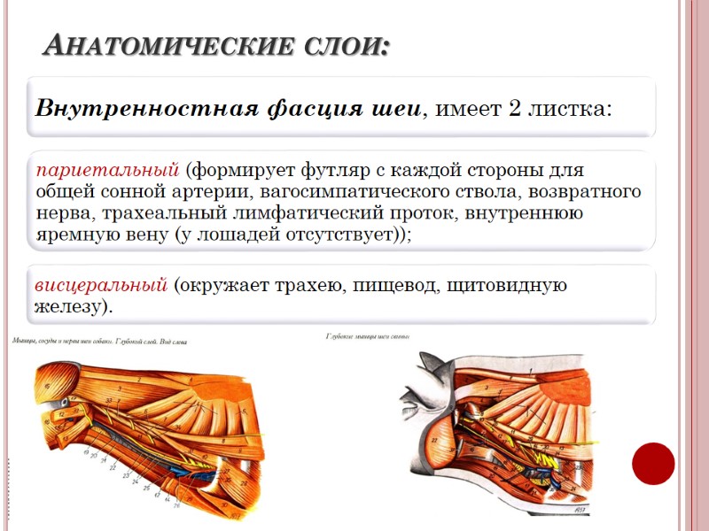Анатомические слои: